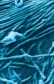 The viral factor The viral factor